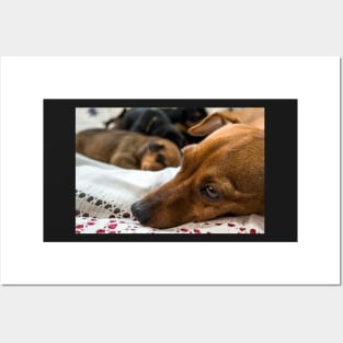 Red Miniature Pinscher mother with puppies. Posters and Art